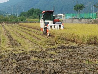 윤재하님의 벼 · 자유게시판 작성글 사진