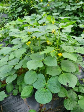 강순덕님의 윷놀이 끝! 어떠셨나요? · 참여글 작성글 사진