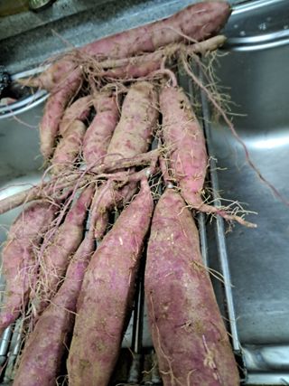 김재희님의 윷놀이 끝! 어떠셨나요? · 참여글 작성글 사진