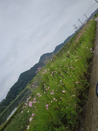 신재용님의 고추 · 일상 작성글 사진