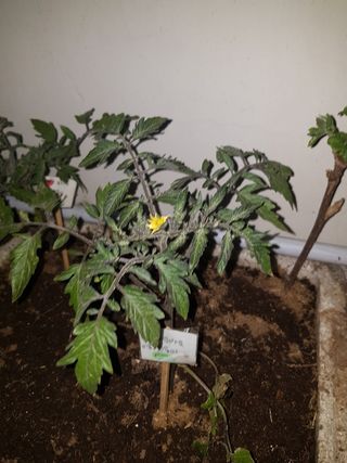 민재님의 딸기 · 병해충상담 작성글 사진