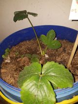 팜모닝 딸기·병해충상담 게시글 이미지