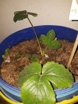 민재님의 딸기 · 병해충상담 작성글 사진