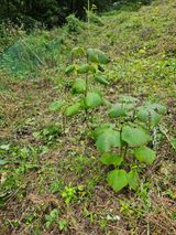 팜모닝 윷놀이 끝! 어떠셨나요?·참여글 게시글 이미지