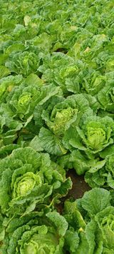 팜모닝 · 게시글 이미지