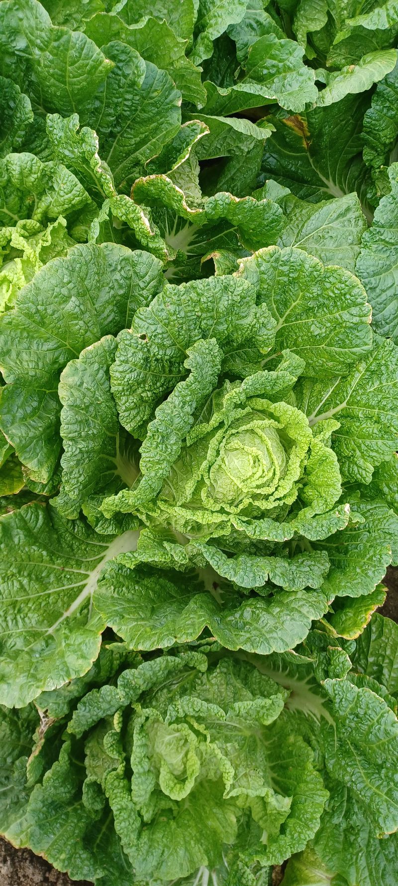 이.일신.꽃분아빠님의 장터 판매 상품 [배추.2k한통에대략더나감니다] 첨부 사진