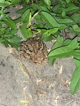 팜모닝 윷놀이 끝! 어떠셨나요?·참여글 게시글 이미지