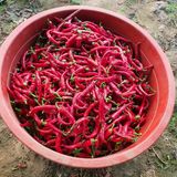 팜모닝 고구마·자유게시판 게시글 이미지