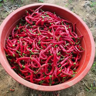 안젤로니아님의 고구마 · 자유게시판 작성글 사진