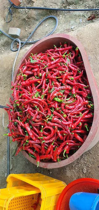 안젤로니아님의 고구마 · 자유게시판 작성글 사진