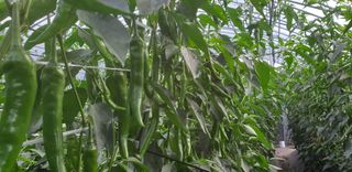 전봉우(채미농원)님의 고추 · 일상 작성글 사진