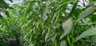 전봉우(채미농원)님의 고추 · 일상 작성글 사진