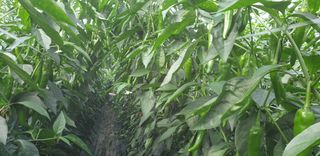 전봉우(채미농원)님의 고추 · 일상 작성글 사진