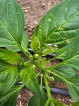 팜모닝 고추·병해충상담 게시글 이미지