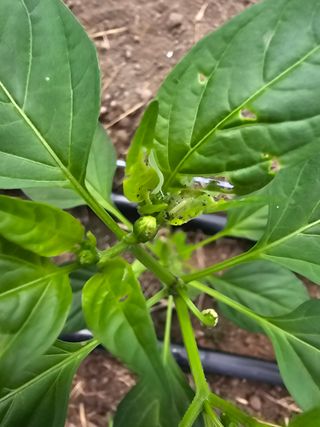 신재용님의 고추 · 병해충상담 작성글 사진