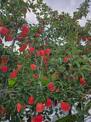 마창농원님의 사과 · 수확 작성글 사진