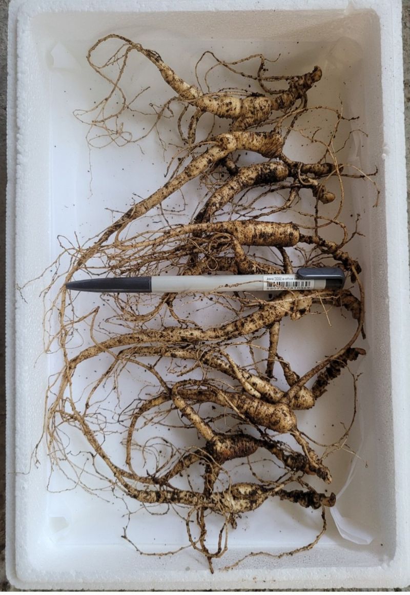 신재용님의 장터 판매 상품 [장뇌삼 파격 할인판매 ] 첨부 사진