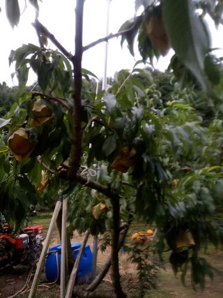 조갑선님의 오이 · 자유게시판 작성글 사진