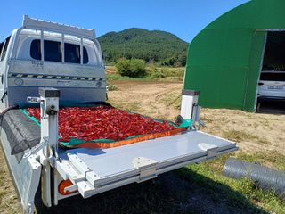 자두12065님의 윷놀이 끝! 어떠셨나요? · 참여글 작성글 사진