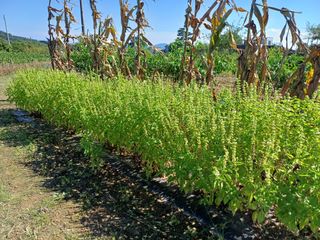 자두12065님의 우리동네 · 동네자랑 작성글 사진