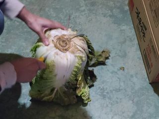 타노스님의 배추 · 저장•가공 작성글 사진