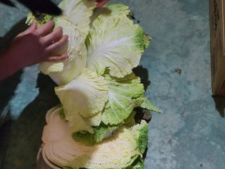 타노스님의 배추 · 저장•가공 작성글 사진