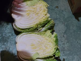 타노스님의 배추 · 저장•가공 작성글 사진