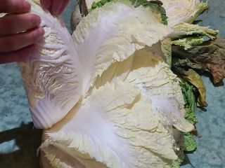 타노스님의 배추 · 저장•가공 작성글 사진