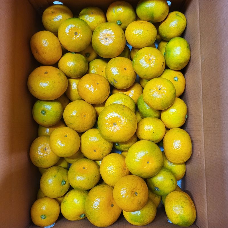 감귤해진님의 장터 판매 상품 [5K노지타이벡감귤] 첨부 사진