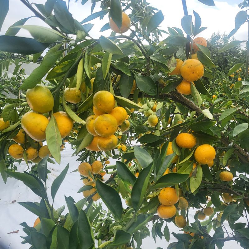 감귤해진님의 장터 판매 상품 [5K노지타이벡감귤] 첨부 사진