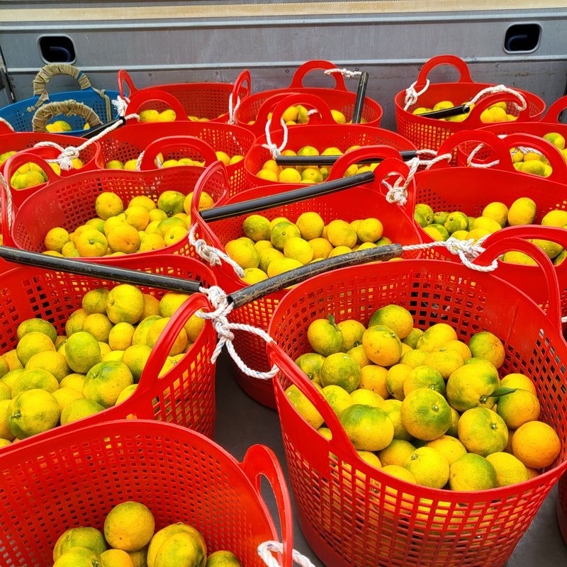 감귤해진님의 장터 판매 상품 [5K노지타이벡감귤] 첨부 사진