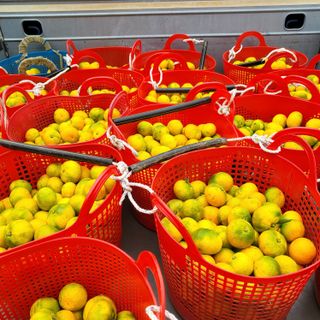 감귤해진님의 작성글 사진