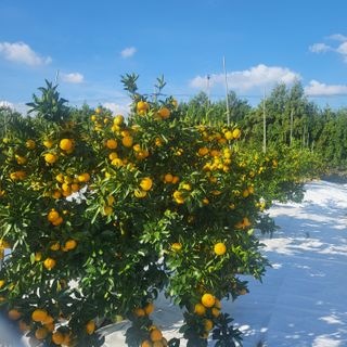 감귤해진님의 작성글 사진