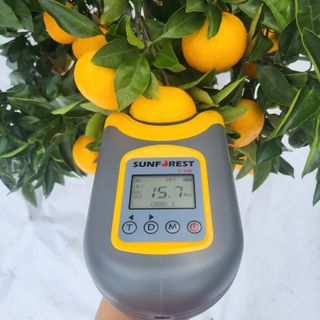 감귤해진님의 작성글 사진