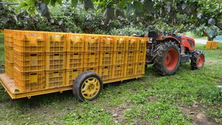 형설농원 정순정님의 배 · 수확 작성글 사진