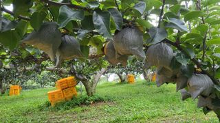 형설농원 정순정님의 배 · 수확 작성글 사진