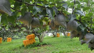 형설농원 정순정님의 배 · 수확 작성글 사진