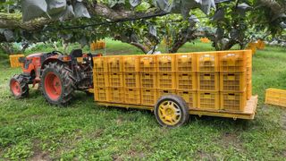 형설농원 정순정님의 배 · 수확 작성글 사진