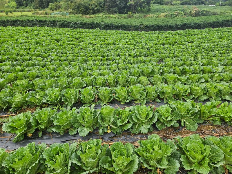송경희님의 장터 판매 상품 [김장배추] 첨부 사진