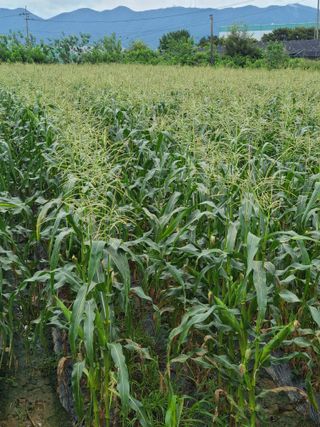 혹염소농장님의 옥수수 · 자유게시판 작성글 사진