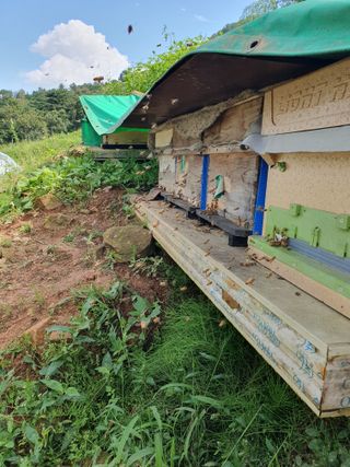 두릅나무17730님의 윷놀이 끝! 어떠셨나요? · 참여글 작성글 사진