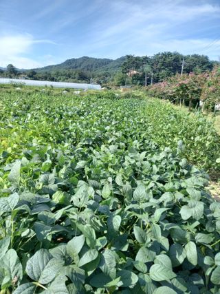김겸순님의 윷놀이 끝! 어떠셨나요? · 참여글 작성글 사진