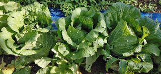 달맛햇복숭아농원님의 배추 · 일상 작성글 사진