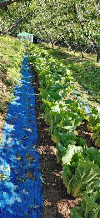 달맛햇복숭아농원님의 배추 · 일상 작성글 사진