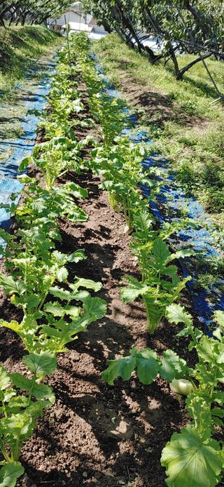달맛햇복숭아농원님의 배추 · 일상 작성글 사진