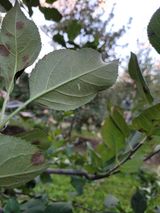 팜모닝 사과·병해충상담 게시글 이미지