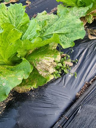 정석범님의 배추 · 병해충상담 작성글 사진