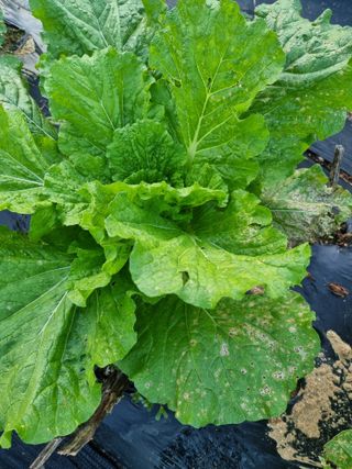 정석범님의 배추 · 병해충상담 작성글 사진