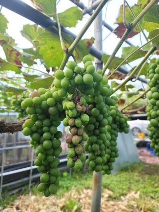 도랑생각님의 포도 · 병해충상담 작성글 사진