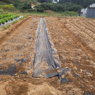 최득길님의 마늘 · 파종작업 작성글 사진